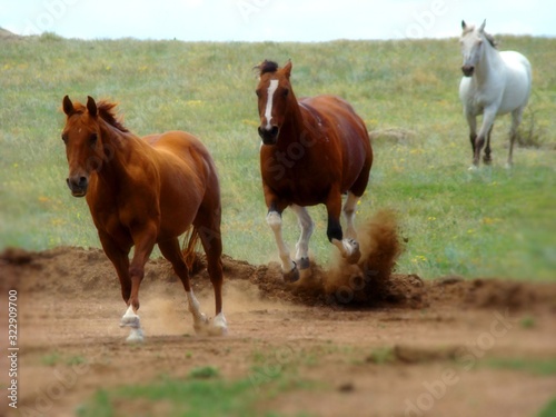 Horse chase