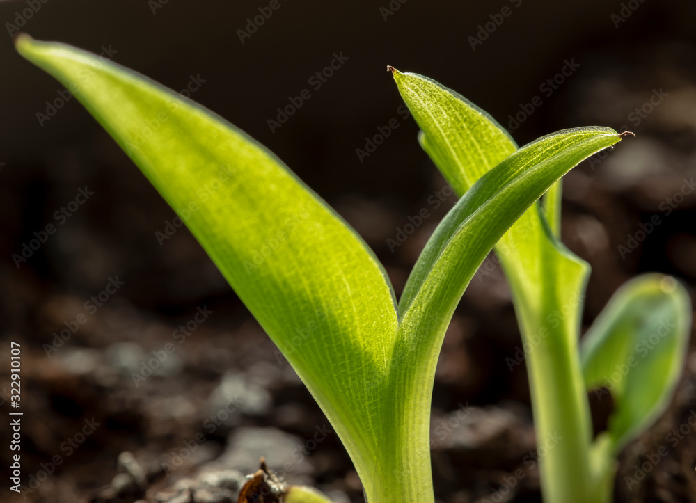 Fototapeta premium Closeup side view of a fresh young banana