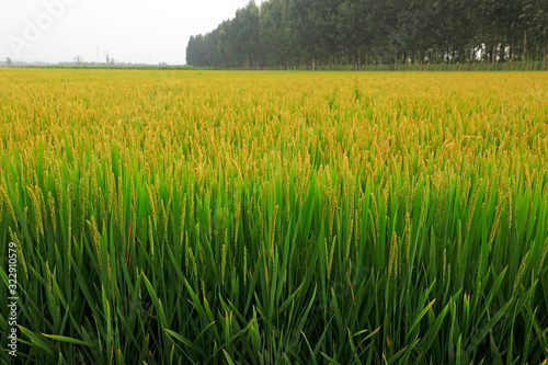 Fotografie rice spike in the field