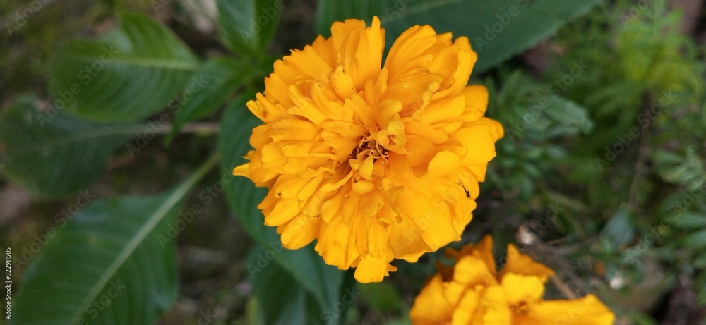 yellow flowers in garden yellow flowers in garden