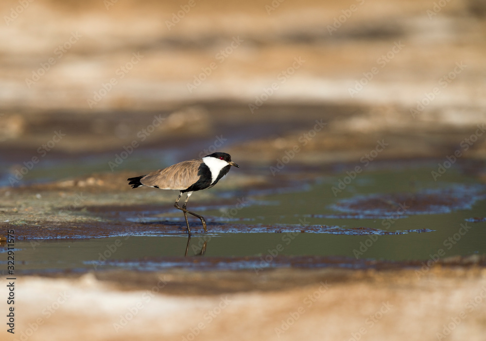 Fototapeta premium Spur-winged Plover near a water body seen at Masai Mara, Kenya, Africa