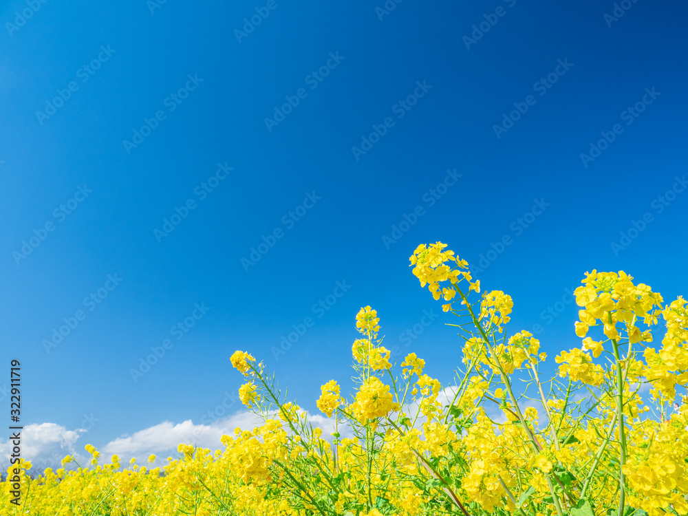 青空と菜の花　吾妻山公園　２月