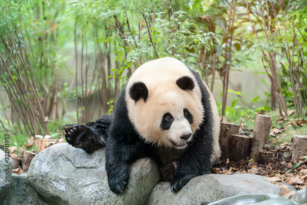 Fototapeta premium panda on nature background. Wild Animals