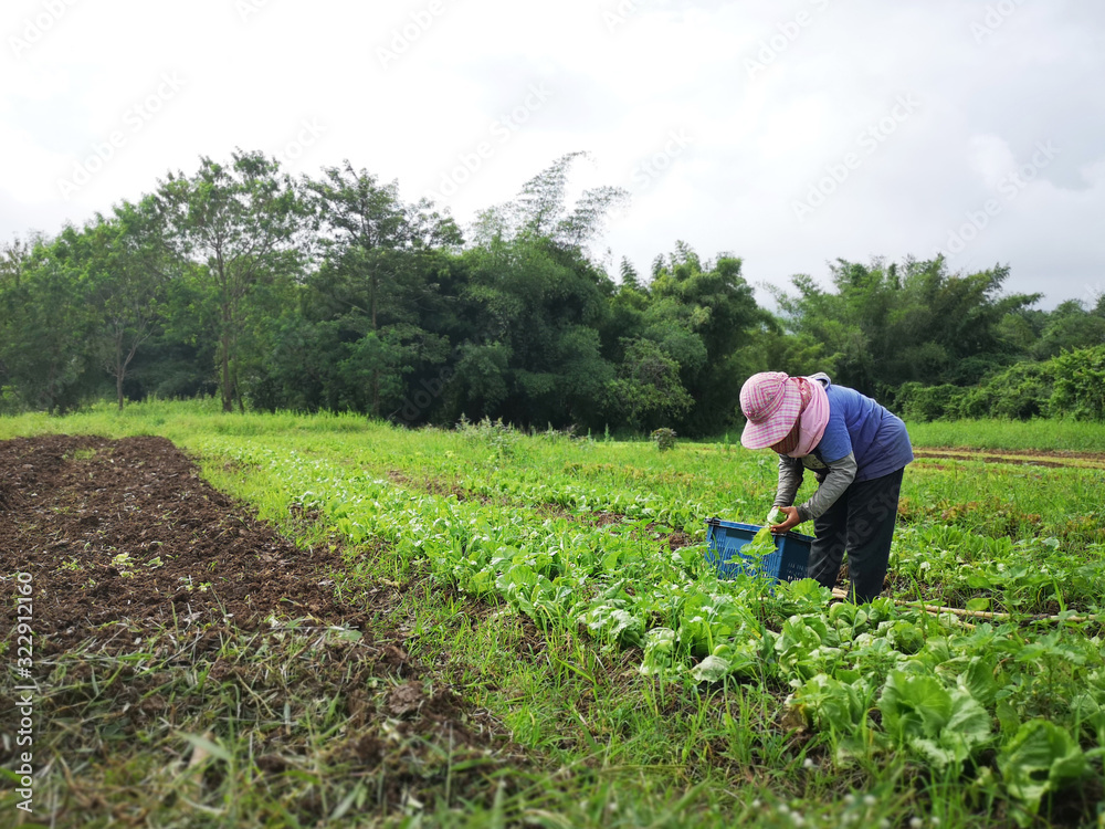 A farmer harvest crop in the farm. A farmer harvest crop in the farm.