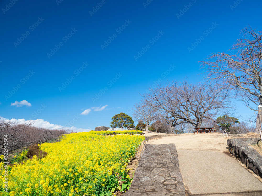 吾妻山公園の風景　２月　日本