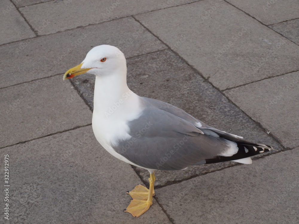 Obraz premium Lonely seagull on a stone pavement, Venetian embankment.