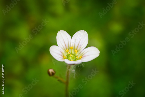 Fotografie White meadow saxifrage among among the grass