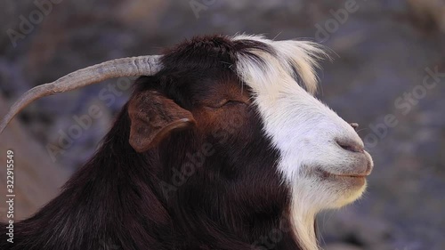 Portrait of Arabian Tahr or Mountain Goat Resting on Rock Wadi Ghul aka Grand Canyon of Oman in Jebel Shams Mountains. Close Up Shot photo