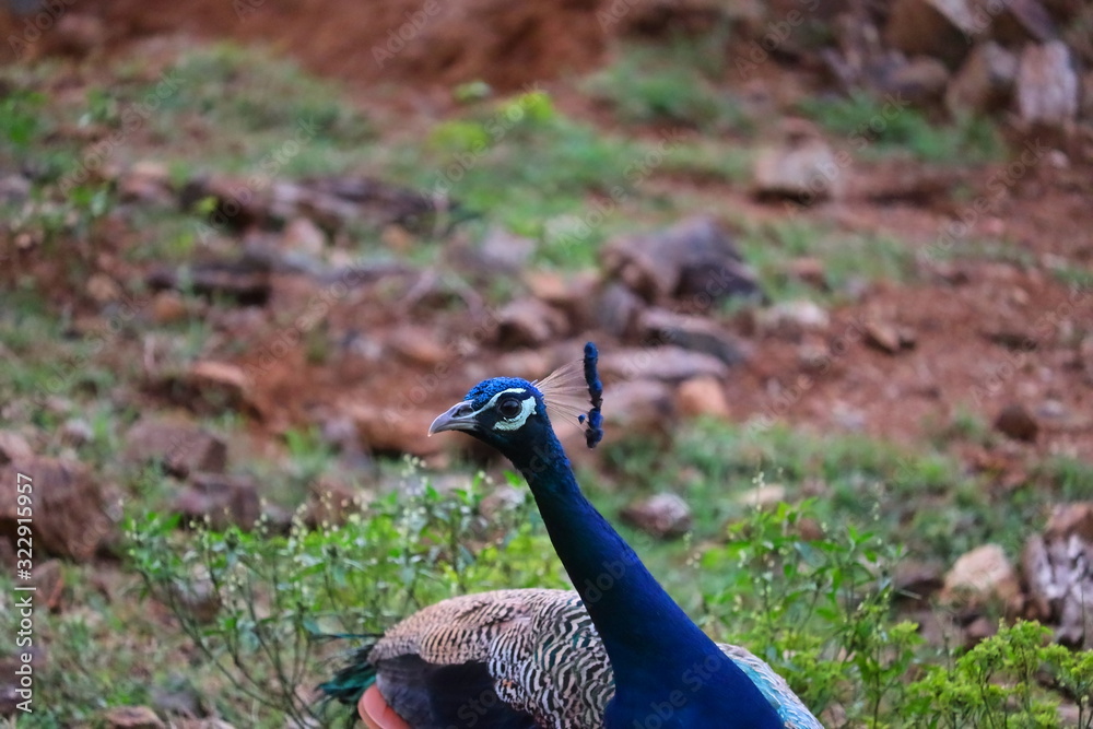 Peacock wallpaper.close up of head of peacock