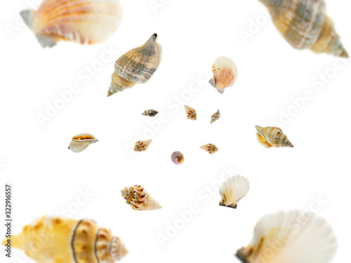 Tropical background. Hello Summer time. Seashell falling on white.