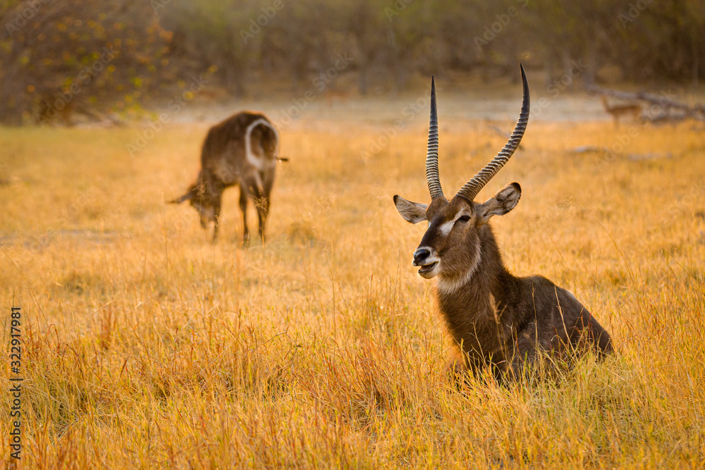Naklejka premium Wasserbock