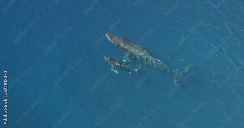 Aerial view of a baby humpback whale and its mom swimming together in clear blue ocean water, two whales swimming together Aerial view of a baby humpback whale and its mom swimming together in clear blue ocean water, two whales swimming together