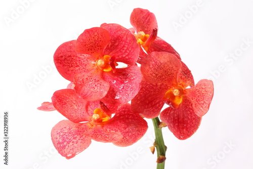 Fototapeta Naklejka Na Ścianę i Meble -  Red orchids on white background