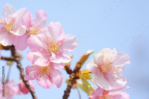 早咲きのソフトな河津桜の花が咲く