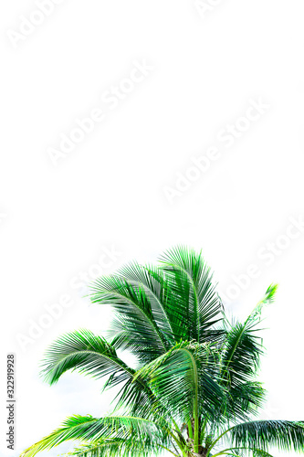 leaves of coconut tree isolated on white background  clipping path included 