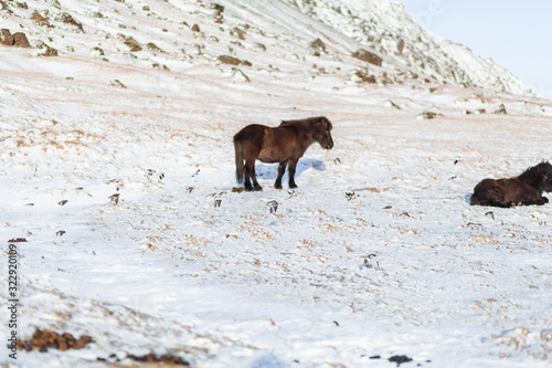 Icelandic horses walk in the winter in the snow on a hillside