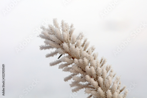 Snow on a pine tree