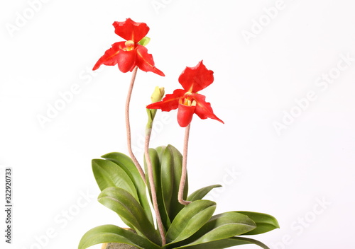 Artificial red orchids on white background.