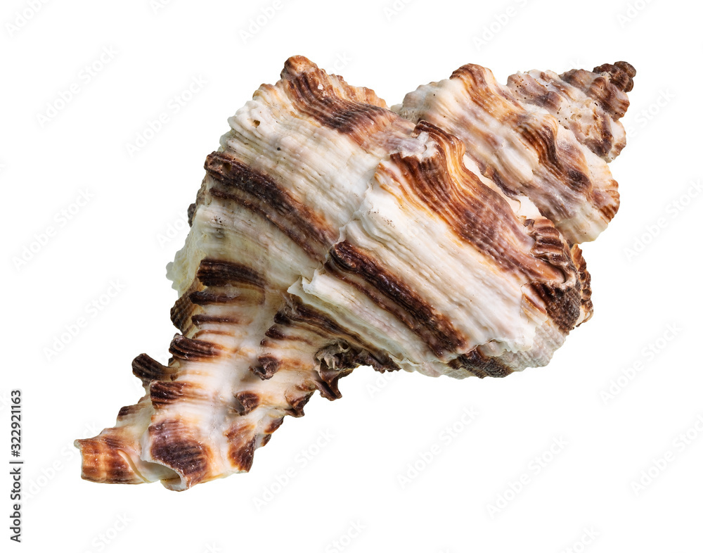 dried shell of muricidae mollusk cutout on white dried shell of muricidae mollusk cutout on white