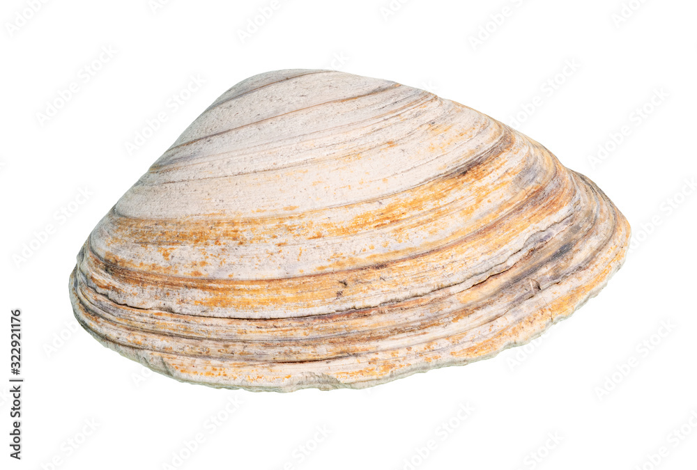 dried yellow striped shell of clam cutout