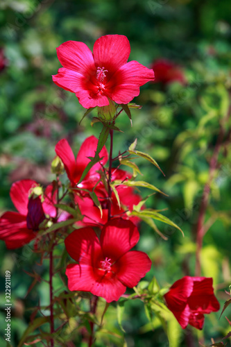 Beautiful red hibiscus