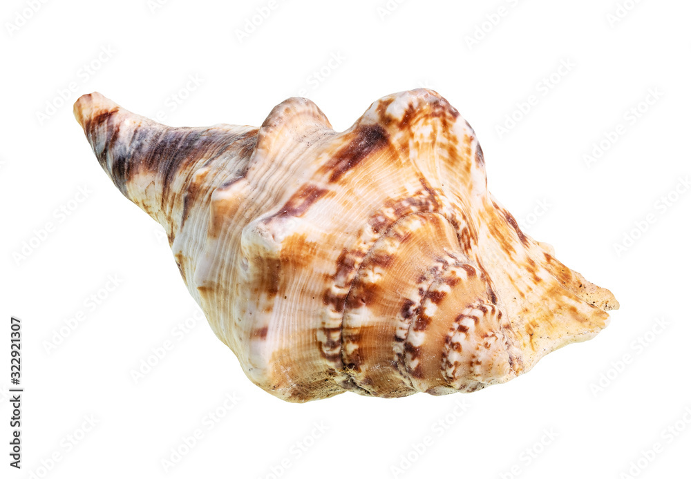 dried conch of sea mollusc cutout on white