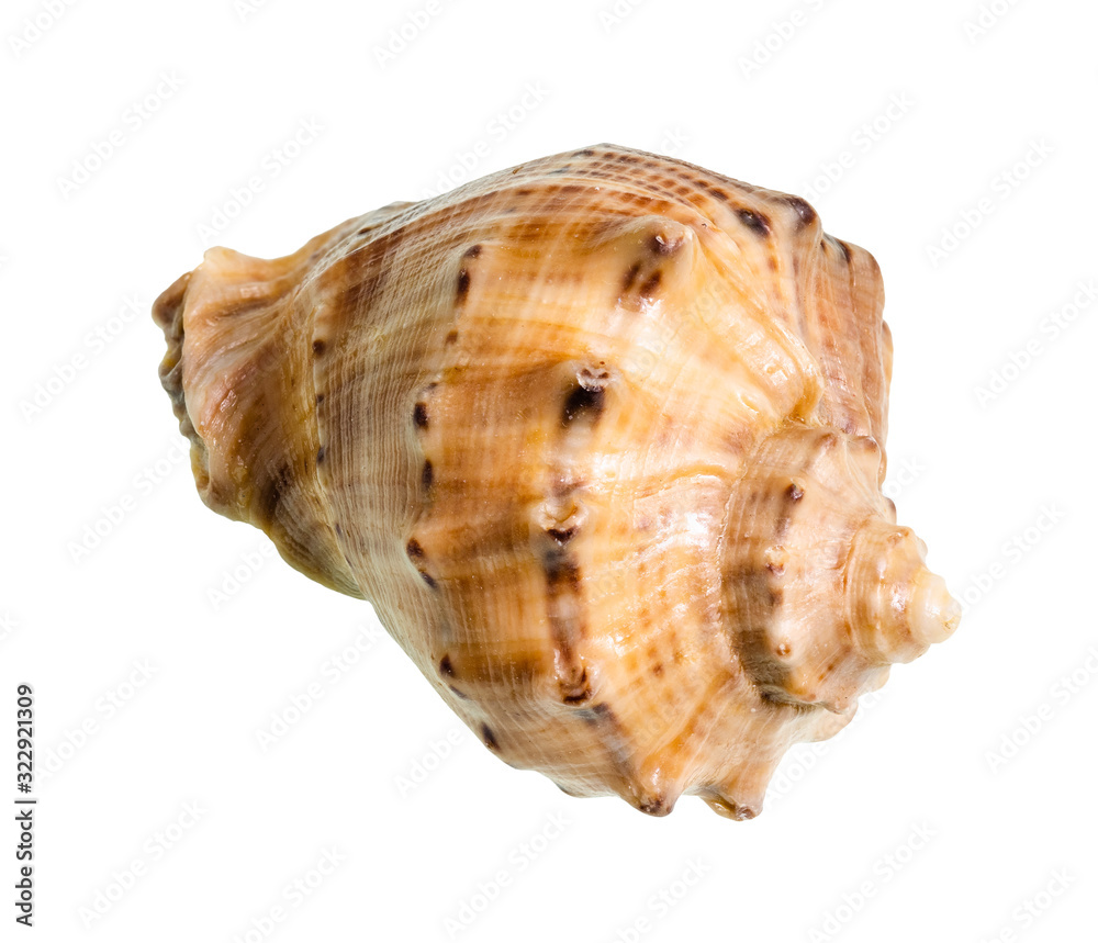 dried conch of rapana cutout on white dried conch of rapana cutout on white