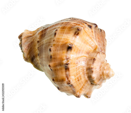 dried conch of rapana cutout on white