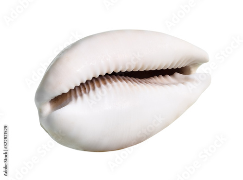 dried empty pink shell of cowry cutout on white