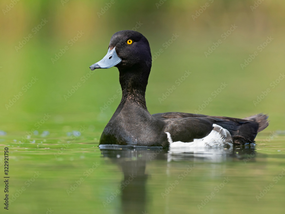 Fototapeta premium Male tufted duck (Aythya fuligula). The tufted duck (Aythya fuligula) is a small diving duck of the Anatidae family.