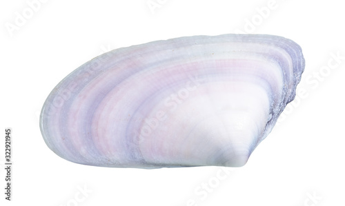 dried blue shell of clam cutout on white