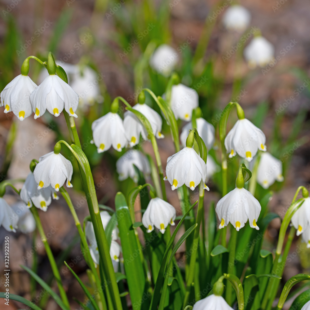 Blühende Märzenbecher, Leucojum vernum, im Frühling Blühende Märzenbecher, Leucojum vernum, im Frühling