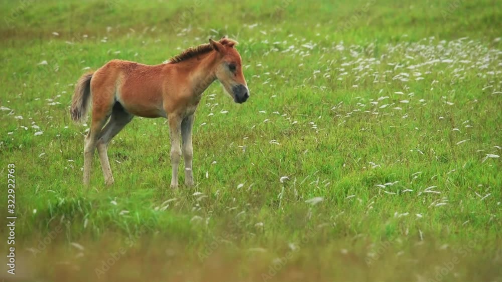 Wild horses grazing on Yonaguni island cinematic slow motion foal colt filly Wild horses grazing on Yonaguni island cinematic slow motion foal colt filly