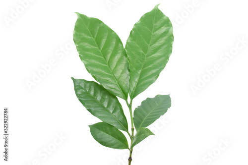 Coffee leaves green top leaf on white background.