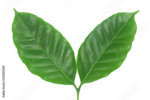 Coffee leaves green on white background.