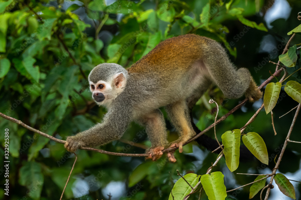 Squirrel monkey, Saimiri oerstedii, sitting on the tree trunk with green leaves, Corcovado NP, Costa Rica. Monkey in the tropic forest vegetation. Wildlife scene from nature. Beautiful cute animal Squirrel monkey, Saimiri oerstedii, sitting on the tree trunk with green leaves, Corcovado NP, Costa Rica. Monkey in the tropic forest vegetation. Wildlife scene from nature. Beautiful cute animal