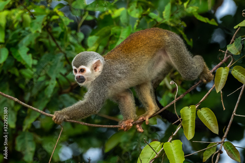 Squirrel monkey, Saimiri oerstedii, sitting on the tree trunk with green leaves, Corcovado NP, Costa Rica. Monkey in the tropic forest vegetation. Wildlife scene from nature. Beautiful cute animal © vaclav
