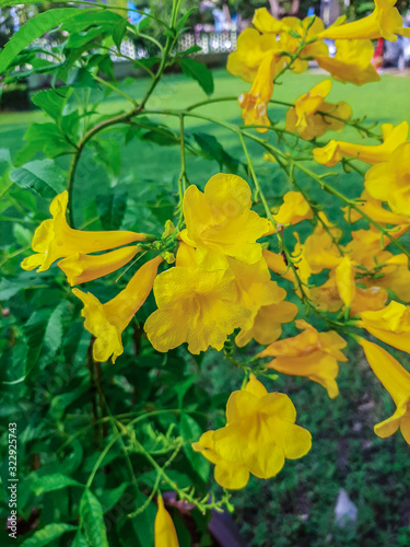 Beautiful yellow  flower named Yellow elder, Trumpetbush or Trumpet flower  within thepark  in Ratchaburi Province of Thailand photo