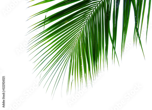 palm leaves on white background