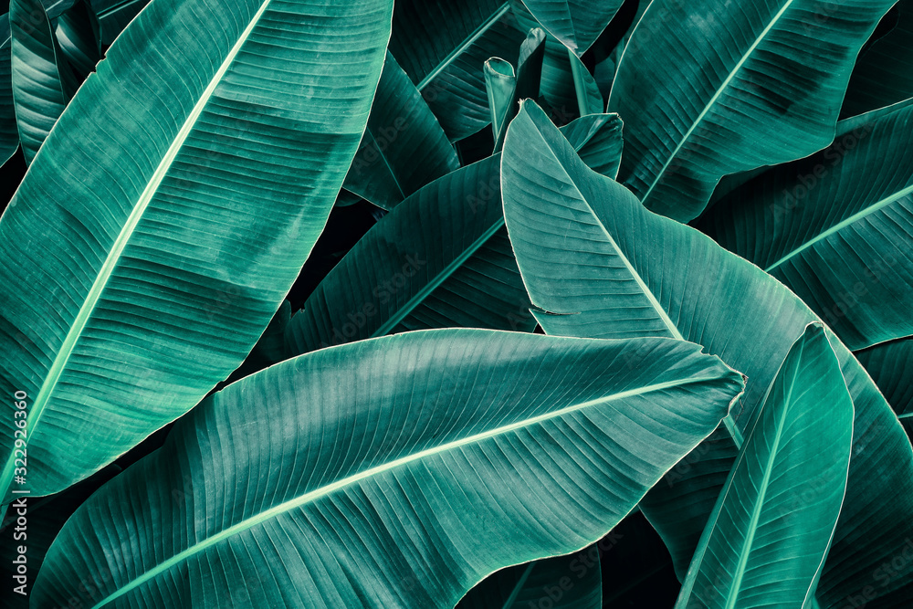 Obraz premium tropical leaf, lush green banana foliage in rainforest, nature background