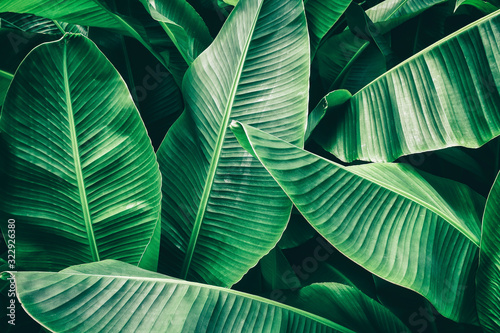tropical leaf, lush green banana foliage in rainforest, nature background