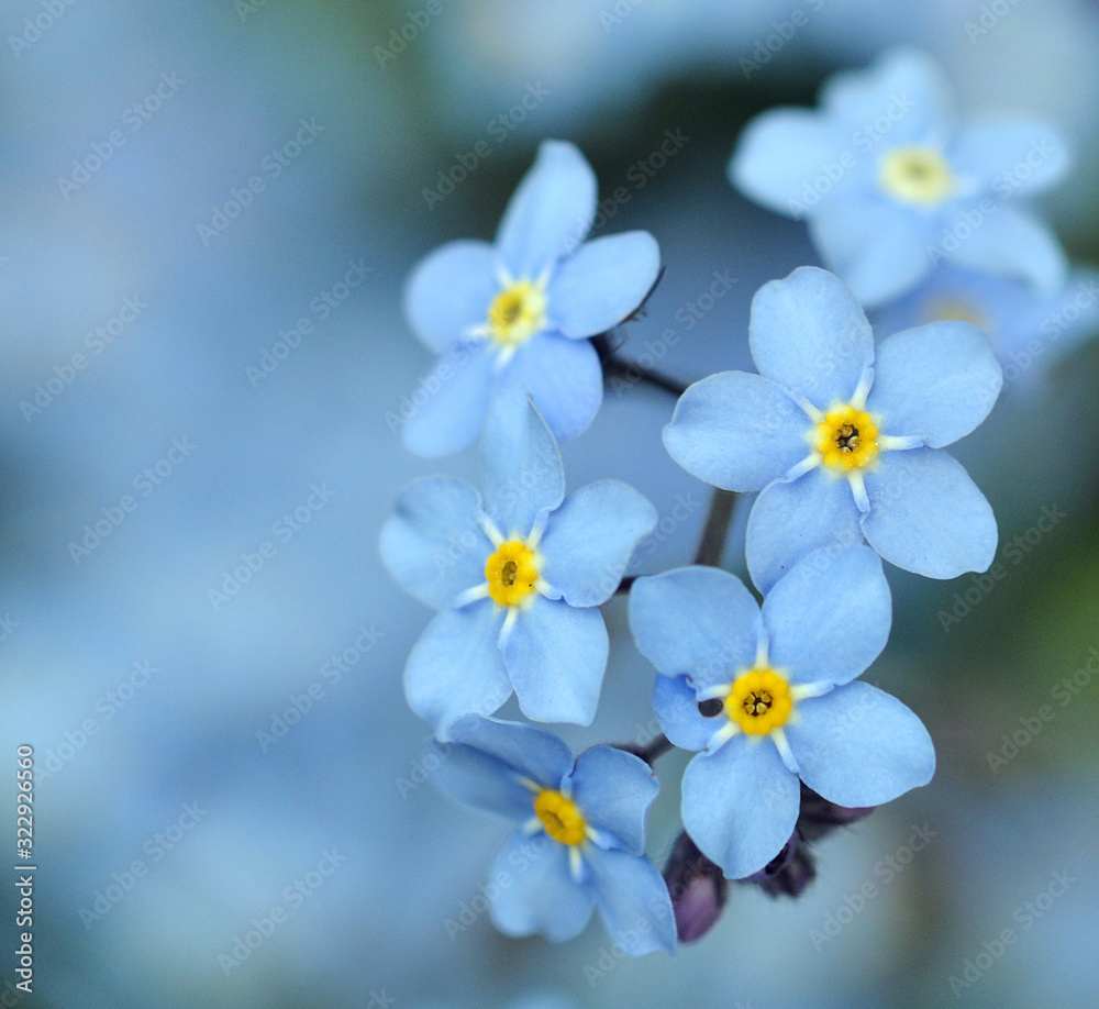 Close up of forget-me-not flowers Close up of forget-me-not flowers