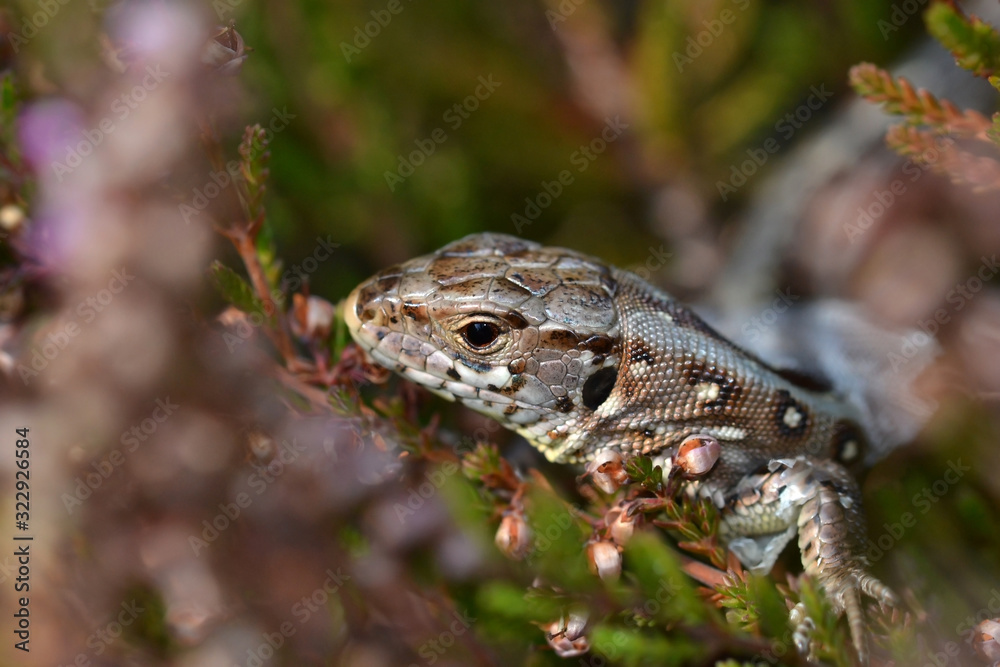 Naklejka premium Sand lizard among heather