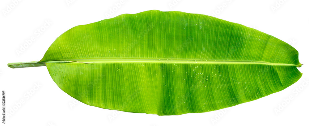 Banana leaf three banana leaves completely separated from the white  background Stock Photo | Adobe Stock