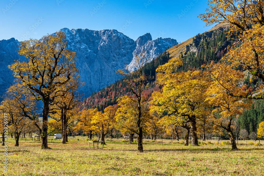 maple trees at Ahornboden, Karwendel mountains, Tyrol, Austria maple trees at Ahornboden, Karwendel mountains, Tyrol, Austria