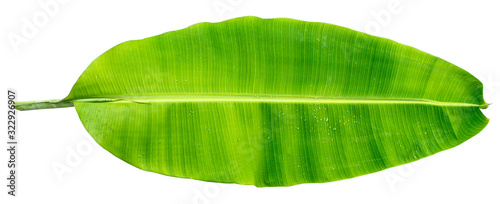 Billede på lærred Banana leaf three banana leaves completely separated from the white background
