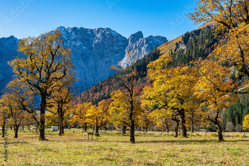 maple trees at Ahornboden, Karwendel mountains, Tyrol, Austria