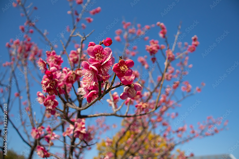 梅の花と青空