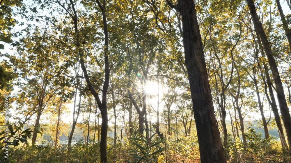 Tropical forest background. Autumn forest and sunlight in the evening in the sunset, forest motion background. Asia Thailand. Camera pan Tropical forest background. Autumn forest and sunlight in the evening in the sunset, forest motion background. Asia Thailand. Camera pan