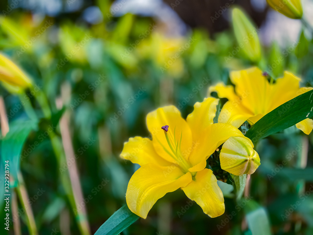 Obraz premium Yellow lily flowers blooming scene nature wallpaper backgrounds